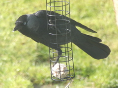 Corvus monedula