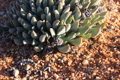 Cheiridopsis imitans
