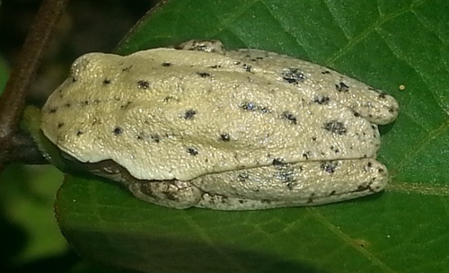 Dwarf Mexican Tree Frog