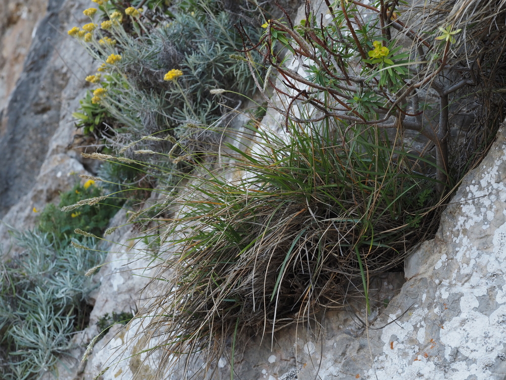 Sesleria insularis