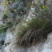 Sesleria insularis - Photo (c) Konrad and Roland Greinwald, some rights reserved (CC BY-NC), uploaded by Konrad and Roland Greinwald