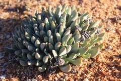 Cheiridopsis imitans