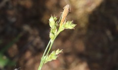 Carex triquetra
