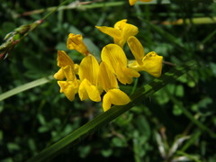 Hippocrepis comosa