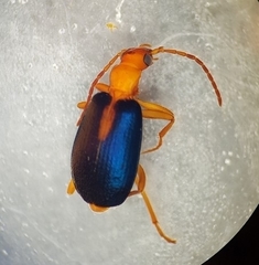 Brachinus sclopeta