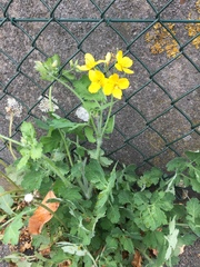 Chelidonium majus