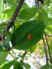 Adalia bipunctata