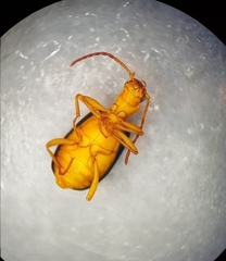 Brachinus sclopeta