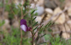 Vicia peregrina