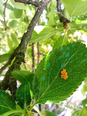 Adalia bipunctata