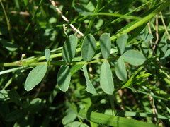 Hippocrepis comosa
