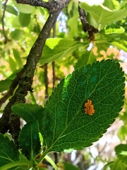 Adalia bipunctata