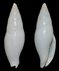 Nebularia bellula
