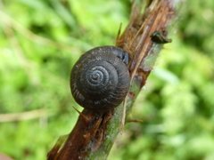 Trochulus striolatus