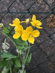 Chelidonium majus