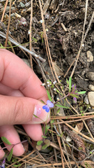 Collinsia parviflora