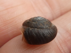 Trochulus striolatus