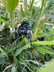 Phidippus audax