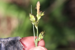 Carex triquetra