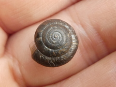 Trochulus striolatus
