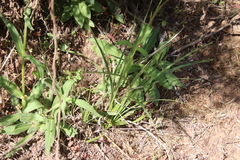 Carex triquetra