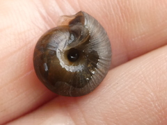 Trochulus striolatus
