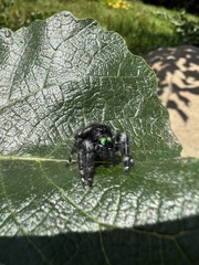 Phidippus audax