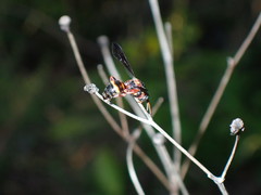 Nomada fervida