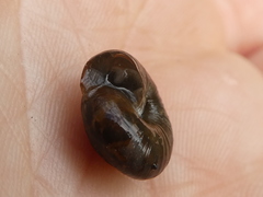Trochulus striolatus