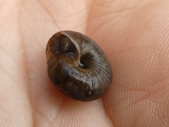 Trochulus striolatus