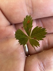 Phragmidium tormentillae