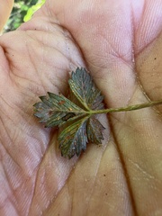 Phragmidium tormentillae