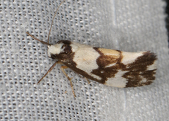 Philenora irregularis