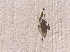 Raphidiidae
