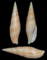 Nebularia dondani