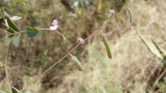 Indigofera vicioides rogersii