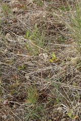 Lomatium geyeri