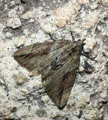 Thera cupressata