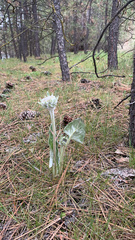 Balsamorhiza sagittata