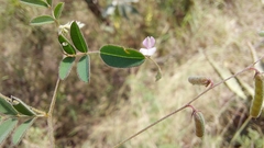 Indigofera vicioides rogersii