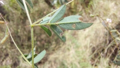 Indigofera vicioides rogersii