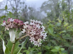 Asclepias otarioides