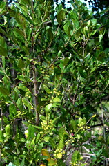 Ixoroideae