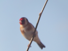 Carduelis carduelis
