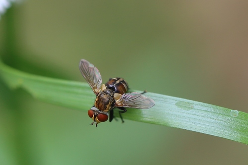 Gymnoclytia occidua photo 2