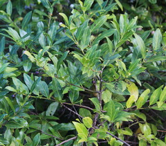 Kraussia floribunda
