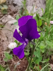 Viola graeca