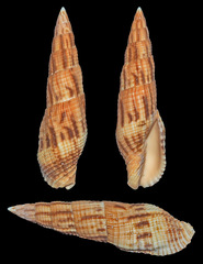 Nebularia incompta