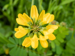 Securigera securidaca