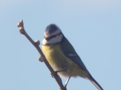 Cyanistes caeruleus